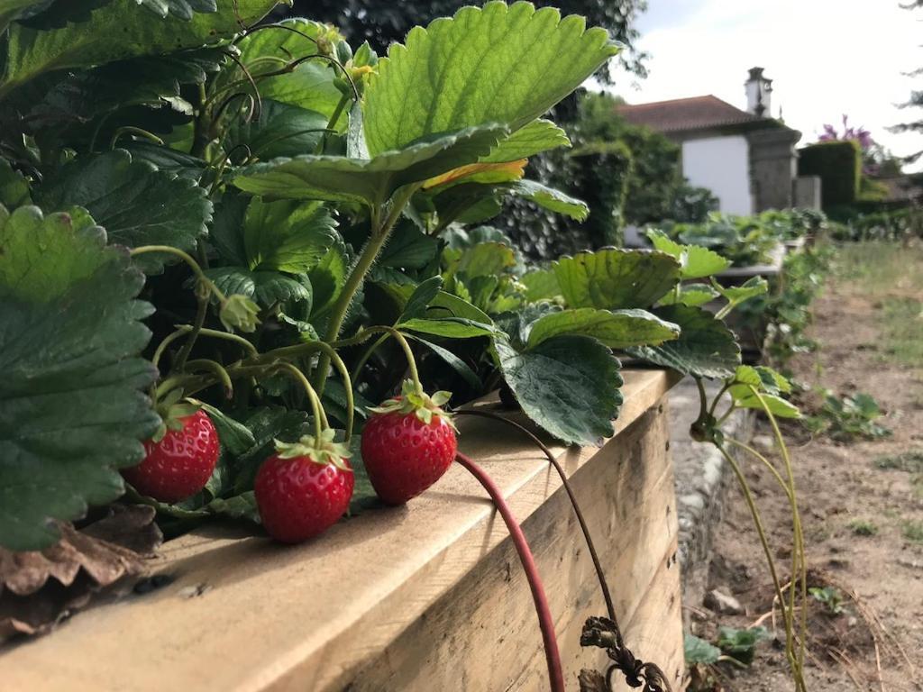 Гостьовий будинок Quinta De Guimaraes Miguas Екстер'єр фото
